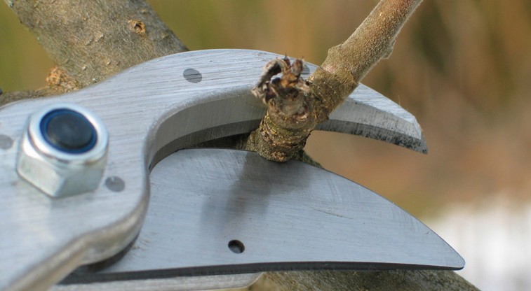 A close-up of a pair of pruning shears snipping a small branch.