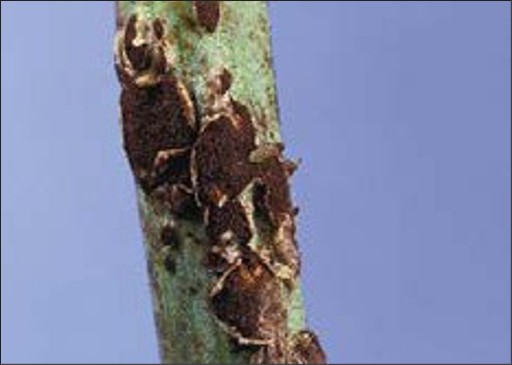A close up of a stem with brown, peeling divots.