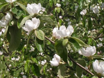 White flowers growing on a tree.