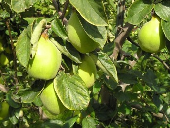 Large, green fruit on the tree.