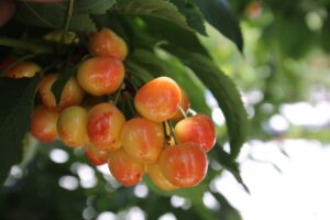 Close-up of cluster of yellow Rainier cherries on branch.
