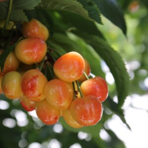 Close-up of cluster of yellow Rainier cherries on branch.