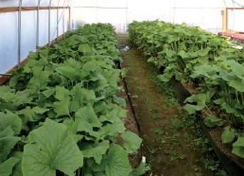 The inside of a greenhouse, where leafy wasabi plants are being grown in raised beds.
