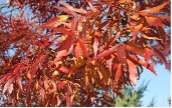 Narrow red leaves of a Raywood Ash tree.