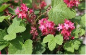 Shrub with green leaves and clusters of red flowers.