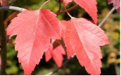 Red maple leaves of a Red Sunset Maple tree..