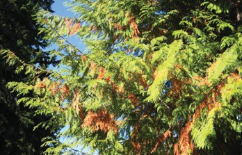 Green redcedar tree with brown, dead inner foliage.