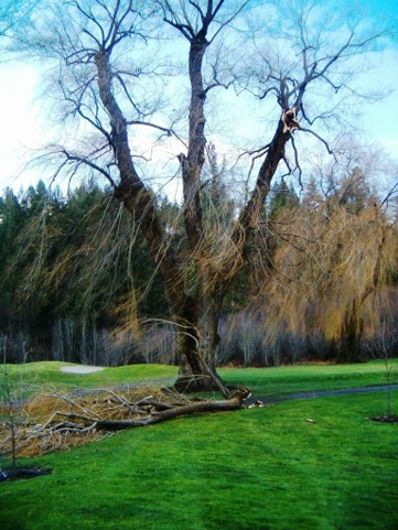 A large tree with large damaged branches that have been removed and are laying on the ground.