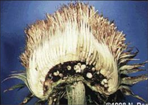 A cross section of a browning white flower, with white insect larvae near the base of the inner flower.