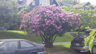 A pink rhododendron bush in front of a home is trimmed to resemble a tree.