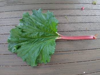 A stalk of rhubarb.