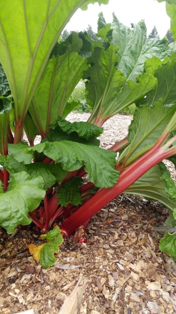 Large, horizontal leaves at the base of the rhubarb plant.