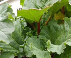 Green rhubarb leaves.