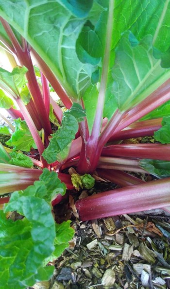 The base of a purple rhubarb plant with several stalks.