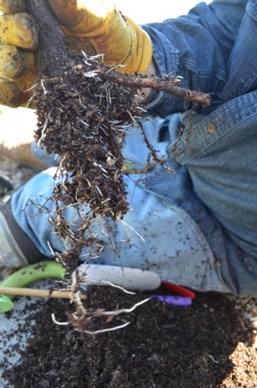 A gardener showing how the residual media around the roots of the base need to be fully cleared.