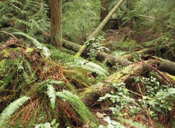 Fallen trees in a forest.
