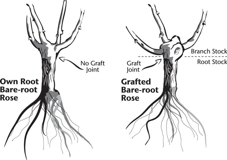 A cartoon diagram of bare-root roses with an own root versus a grafted root. The grafted bare-root rose has a swollen area at the graft joint, while the own root bare-root rose has no graft joint.