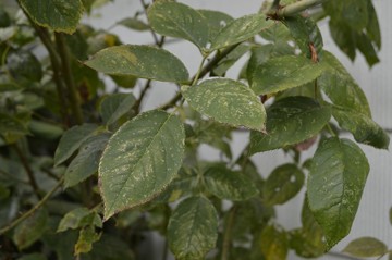 Green leaves stippled with yellow.