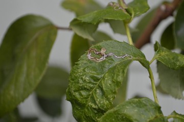 A green leaf with a long brown squiggly line that ends in a circle.