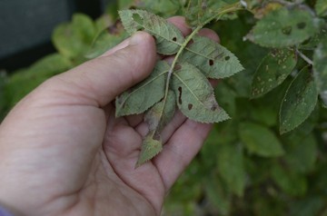 A hand shows the underside of a bunch of leaflets. There are a few small holes in each leaf.