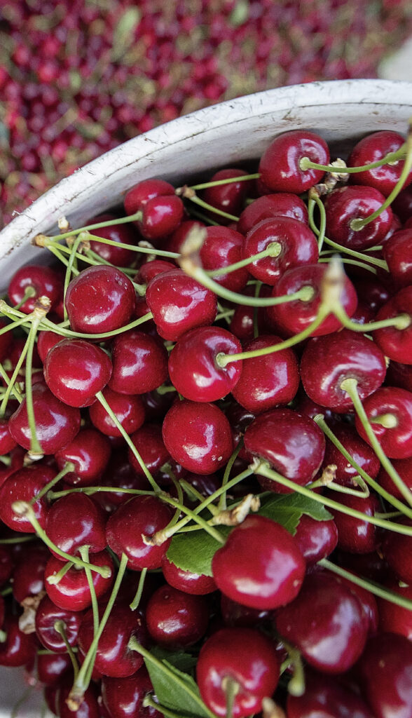 Close-up of Skeena cherries in a bucket.