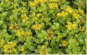 Creeper groundcover plant with small scalloped green leaves and bright yellow flowers.