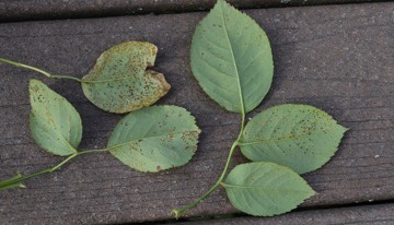 Many small brown dots on the underside of leaves.