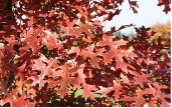 Reddish orange leaves of a Scarlet Oak tree.