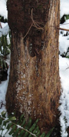 Scraped bark near the base of tree.