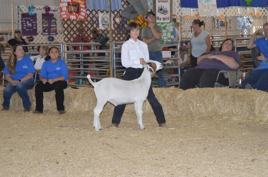 A youth exhibitor leads a white goat in a livestock show ring while spectators sit on hay bales in the background.