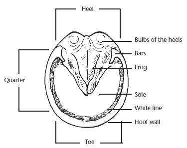 Labeled diagram of the underside of a horse hoof showing the toe, heel, sole, frog, and hoof wall.