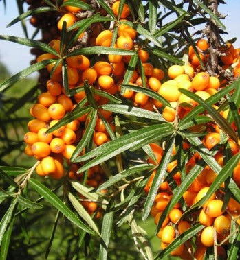Large bunches of orange fruit on the branches.