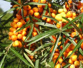 Large bunches of orange fruit on the branches.