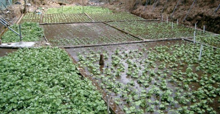 Wasabi being grown in large, shallow, square pools on a slope, so the water gently flows from pool to pool.
