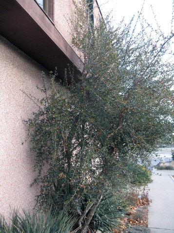 A large tree grows on the side of the house.