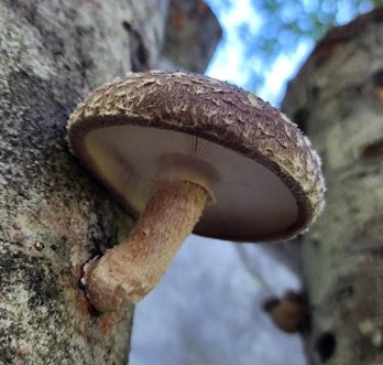 A beige mushroom growing on a tree.