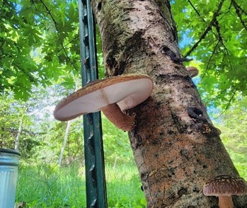A beige mushroom with a wide top growing on a tree.