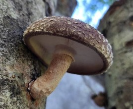 A beige mushroom growing on a tree.