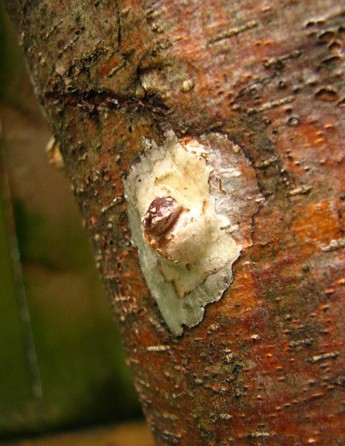 A white shiitake primordia in the shape of a circle, with a bulging center.