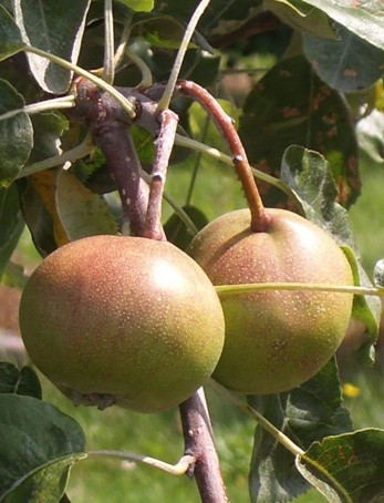 Two round, red-green fruit.