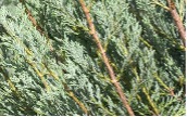 Blue-green needle-like foliage of a Sky Rocket Juniper tree.