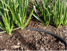 Long black hose on the ground in the grass used for irrigation.