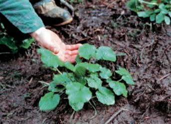 A person gestures to a wasabi plant in moist brown soil.