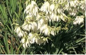 Shrub with sword-like leaves and clumps of white drooping flowers.