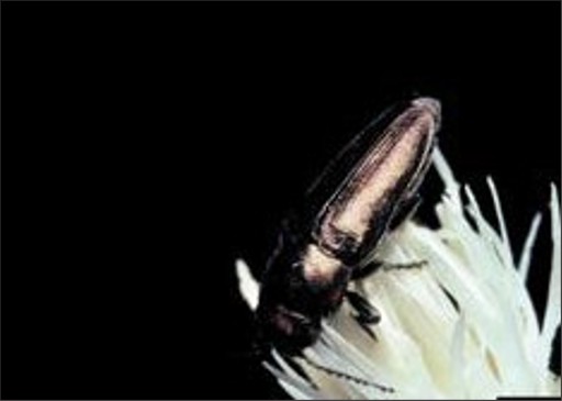 A small metallic black bug on a white flower with thin, long petals in a cluster.