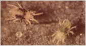 Small brown spider mite bugs.