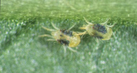Small yellow bugs with large black spots on their sides.