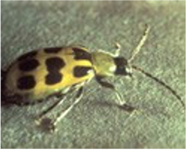 Small yellow beetle with black dots.