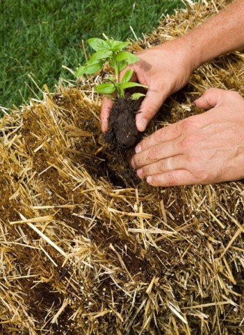 A person places a young green plant into a hole in hay bale