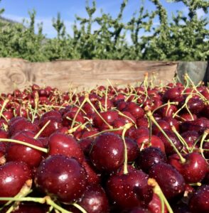 Mahogany cherries with dew in orchard bin.